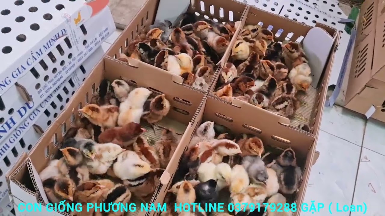 Con Giống phương nam Chào cô Bác anh chị chăn nuôi  gần xa  nha .