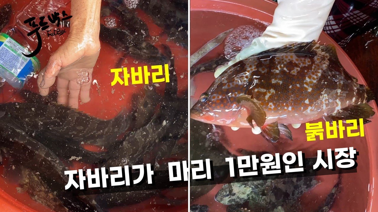 [남창시장]  무슨 자바리가 고등어 값인지 .... 고급 생선이 지천에 ..!!!