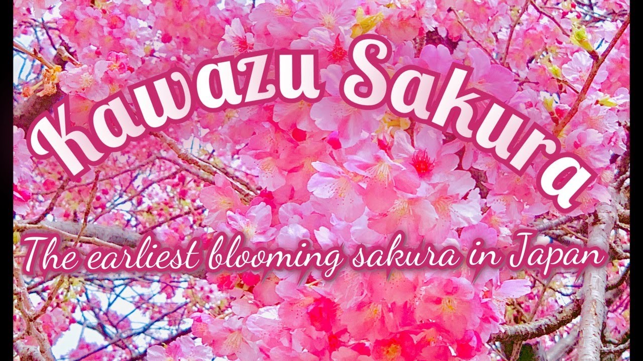 Earliest blooming sakura in Japan | blooms mid- February l Kawazu Sakura l 20 mins Ralaxing music