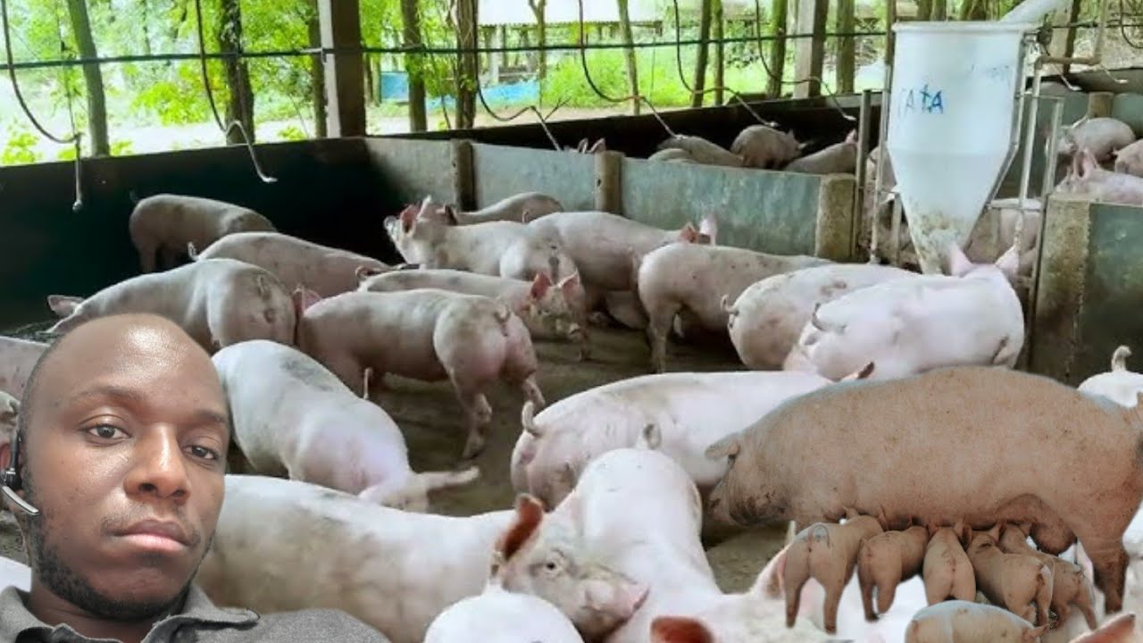 Umu #Diaspora yoroye INGURUBE nyinshi mu Burundi//Natanguriye kuri 6 ubu ngeze kuri 135/Imwe ni200kg