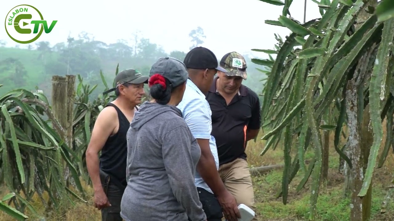 Sector exportador de pitahaya registra crecimiento en 2025