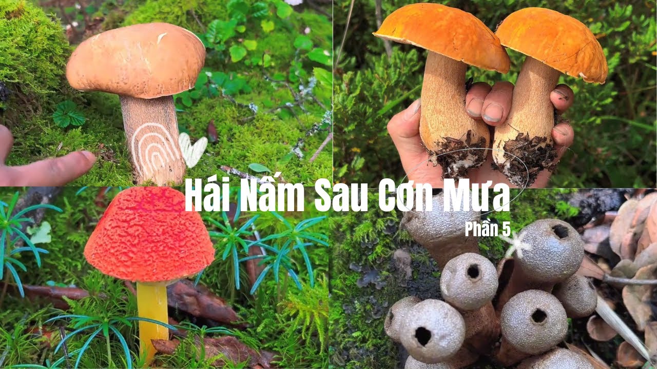 Gặp Nấm Độc Top 3 Châu Á, Đẹp Đến Rợn Người! |Hái Nấm Sau Cơn Mưa Phần 5 🌧️