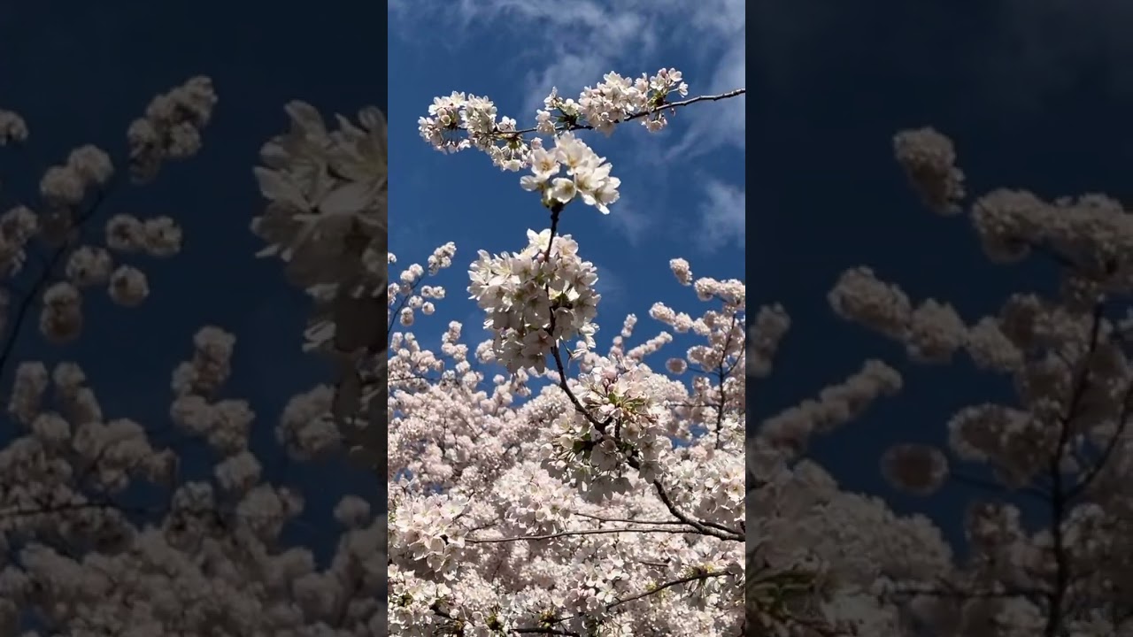 cherry blossom in UDUB