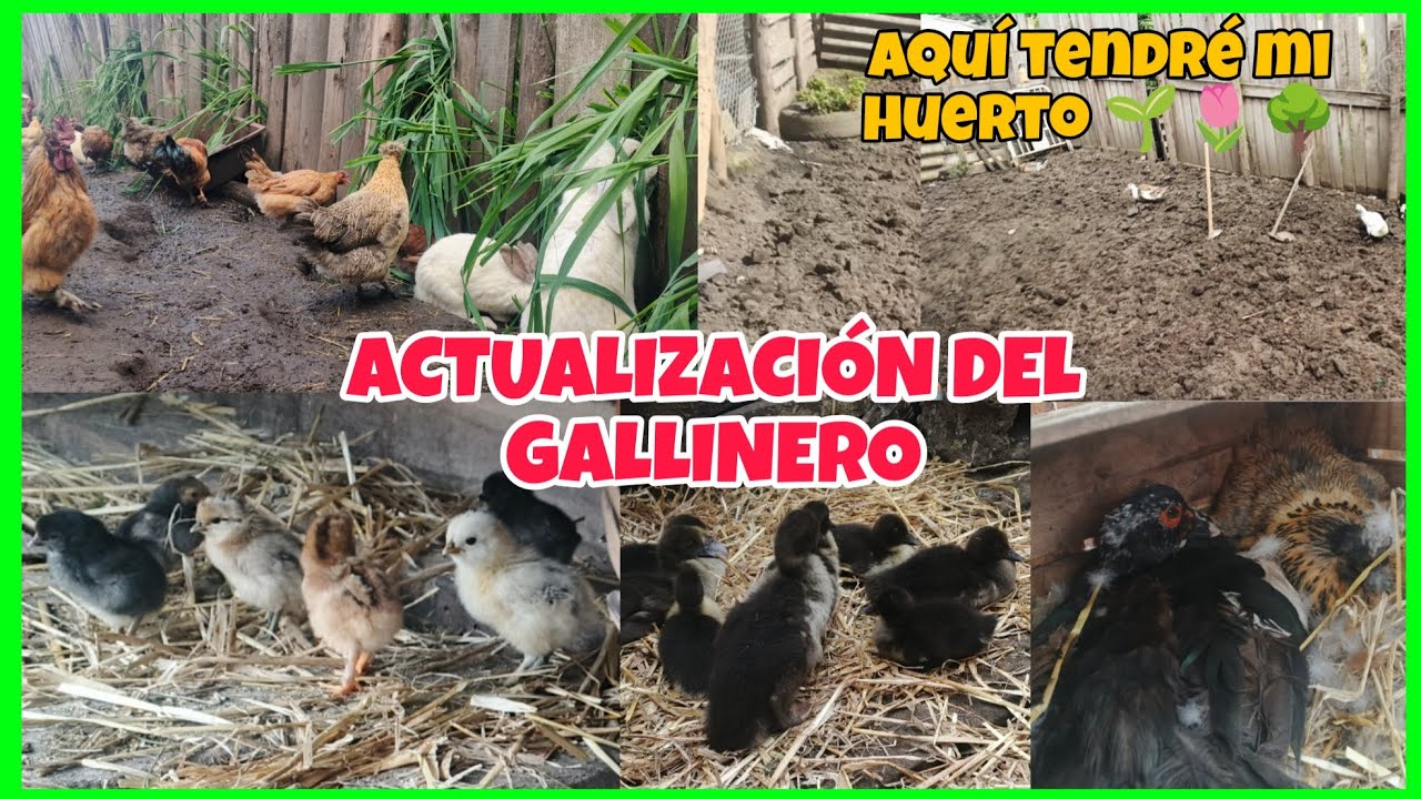 Como va el crecimiento de los PATITOS🐥Y POLLITOS🐤...Preparamos el terreno para la siembra🌱