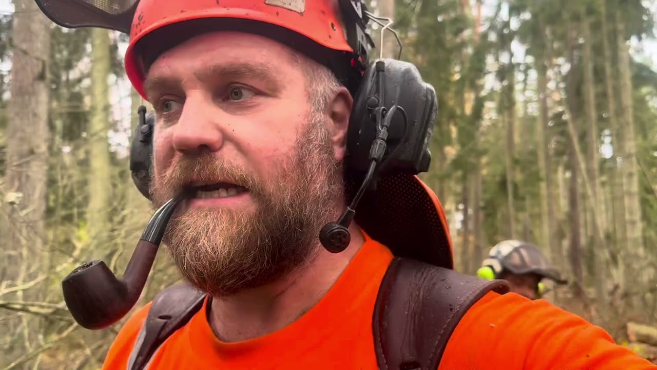 Döda träd att fälla 
