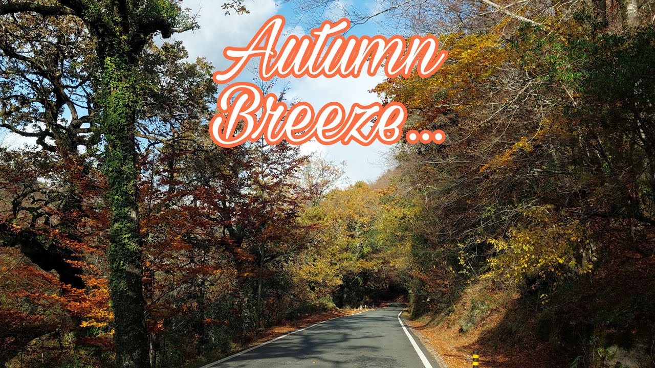 BEAUTIFUL TREES DURING AUTUMN...