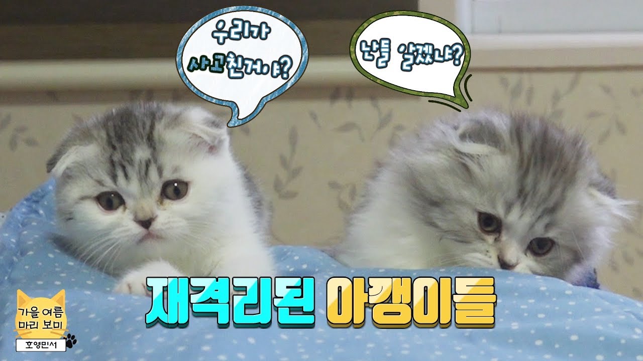다시 격리 되어버린 아기 고양이들! 🙀