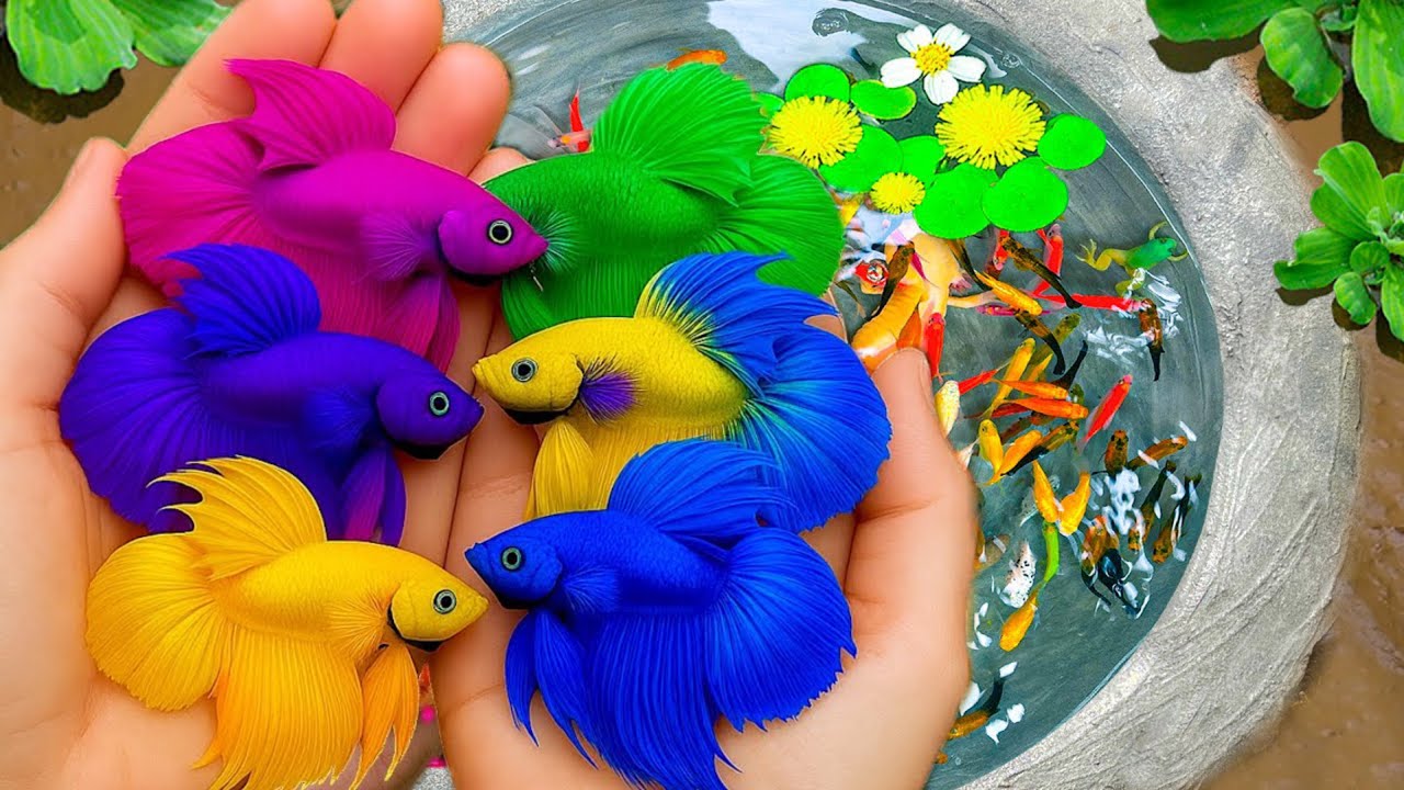 Catch Stunning Freshwater Aquarium Fish in Small Pond, Tiger Guppies, Turtles,Koi Fish,Carp,Eels🐢🐢🐢