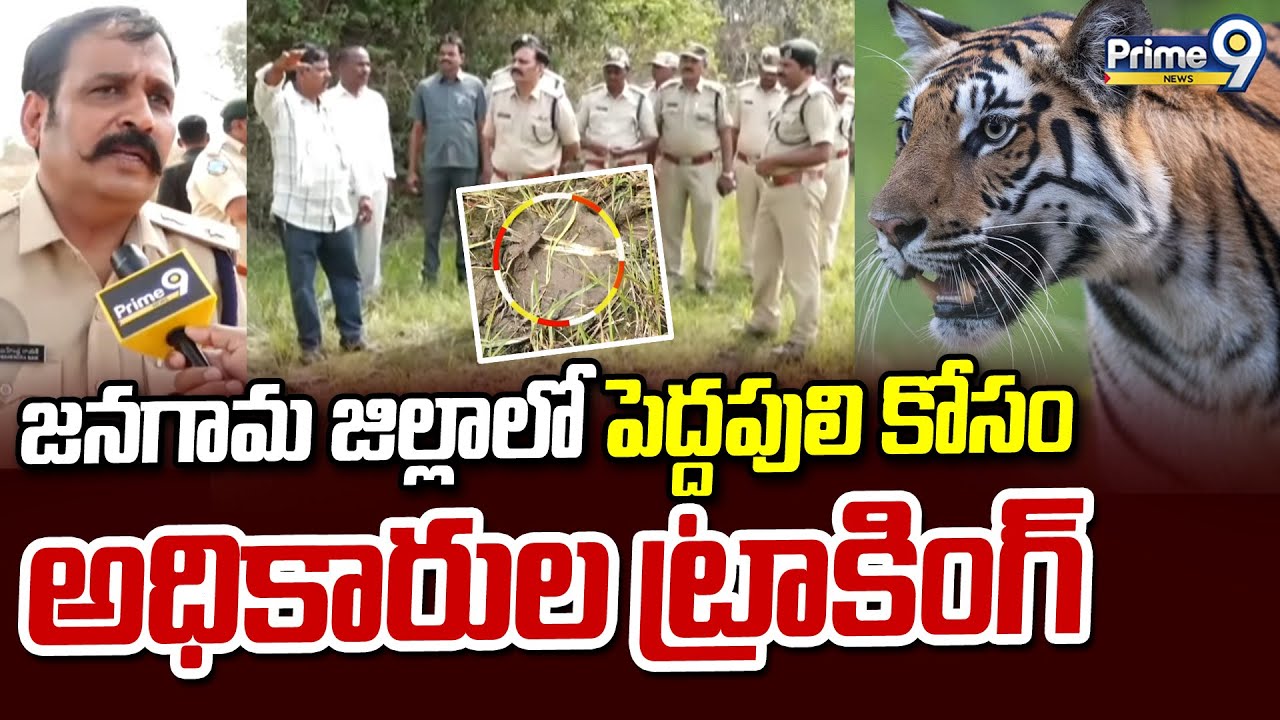 జనగామ జిల్లాలో పెద్దపులి కోసం అధికారుల ట్రాకింగ్ | Jangaon Tiger | Prime9 News