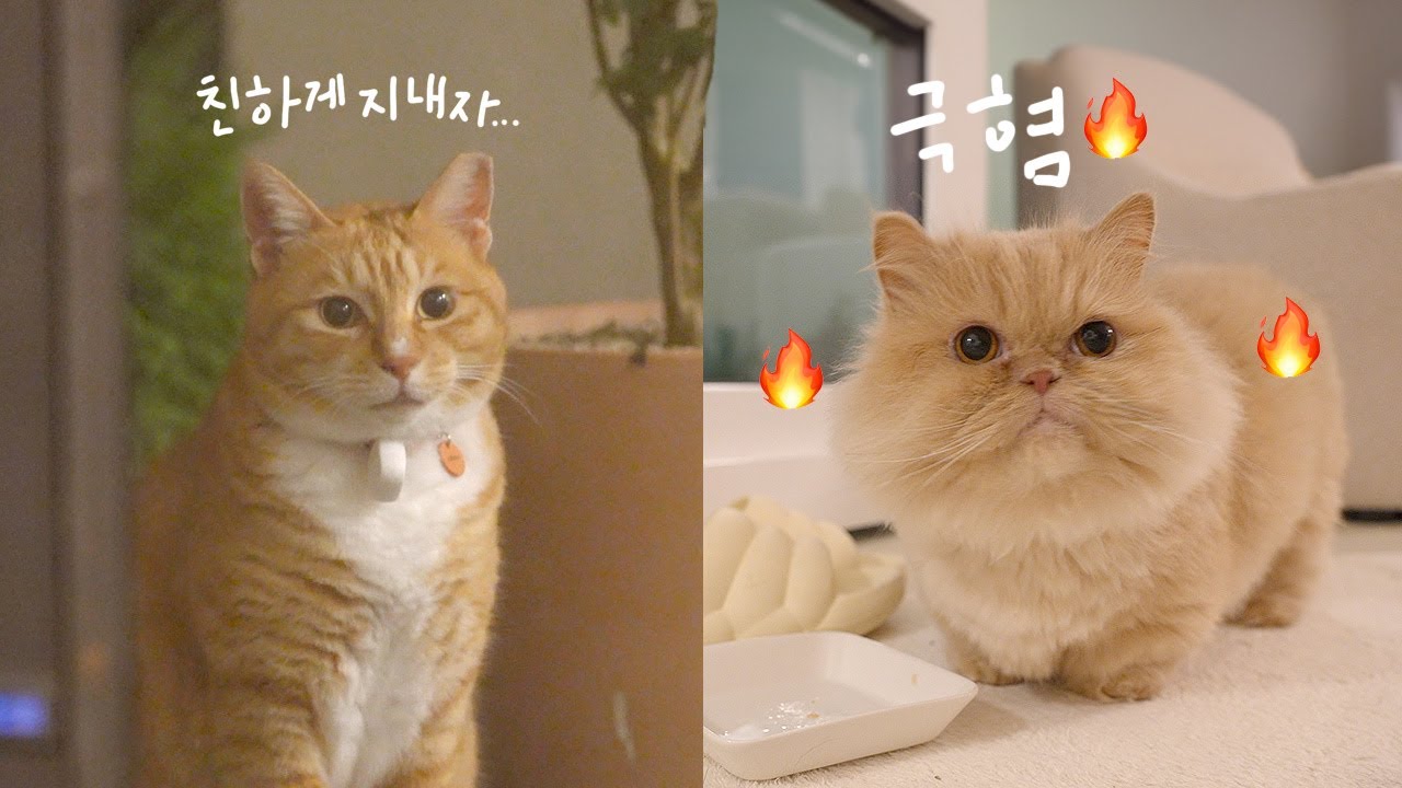 합사 희망 없는 애랑... 1층 만남 첫 시도🔥