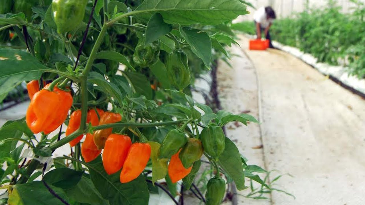 Chile Habanero (parte 1) Cap 177