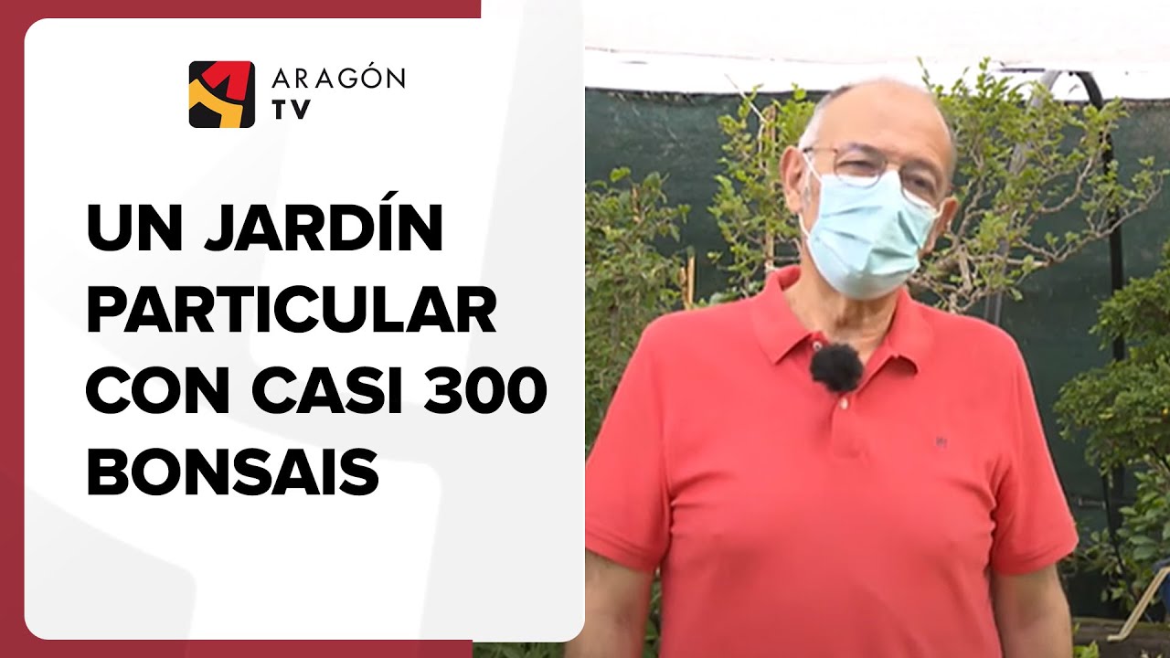 Un jardín particular con casi 300 bonsais