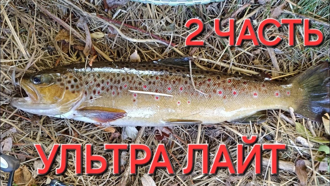 НЕВЕРОЯТНЫЕ ПРИКЛЮЧЕНИЯ, рыбалка на спиннинг! #дикаяфорель #рыбалканаспиннинг #troutfishing