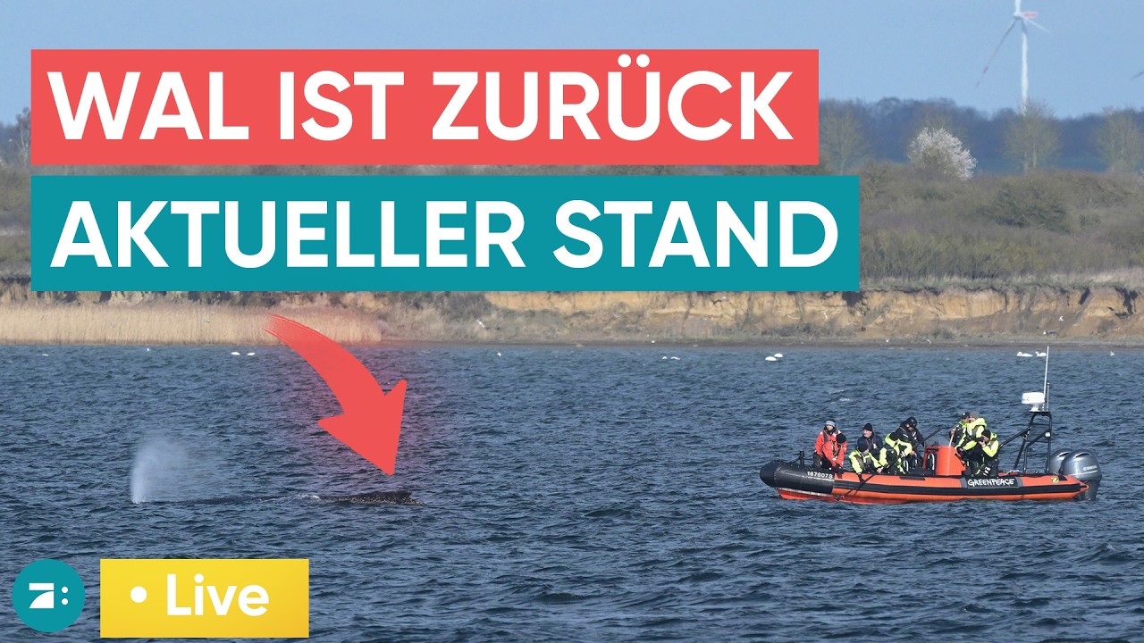 LIVE: Pressekonferenz zur Wal-R&uuml;ckkehr in Wismar