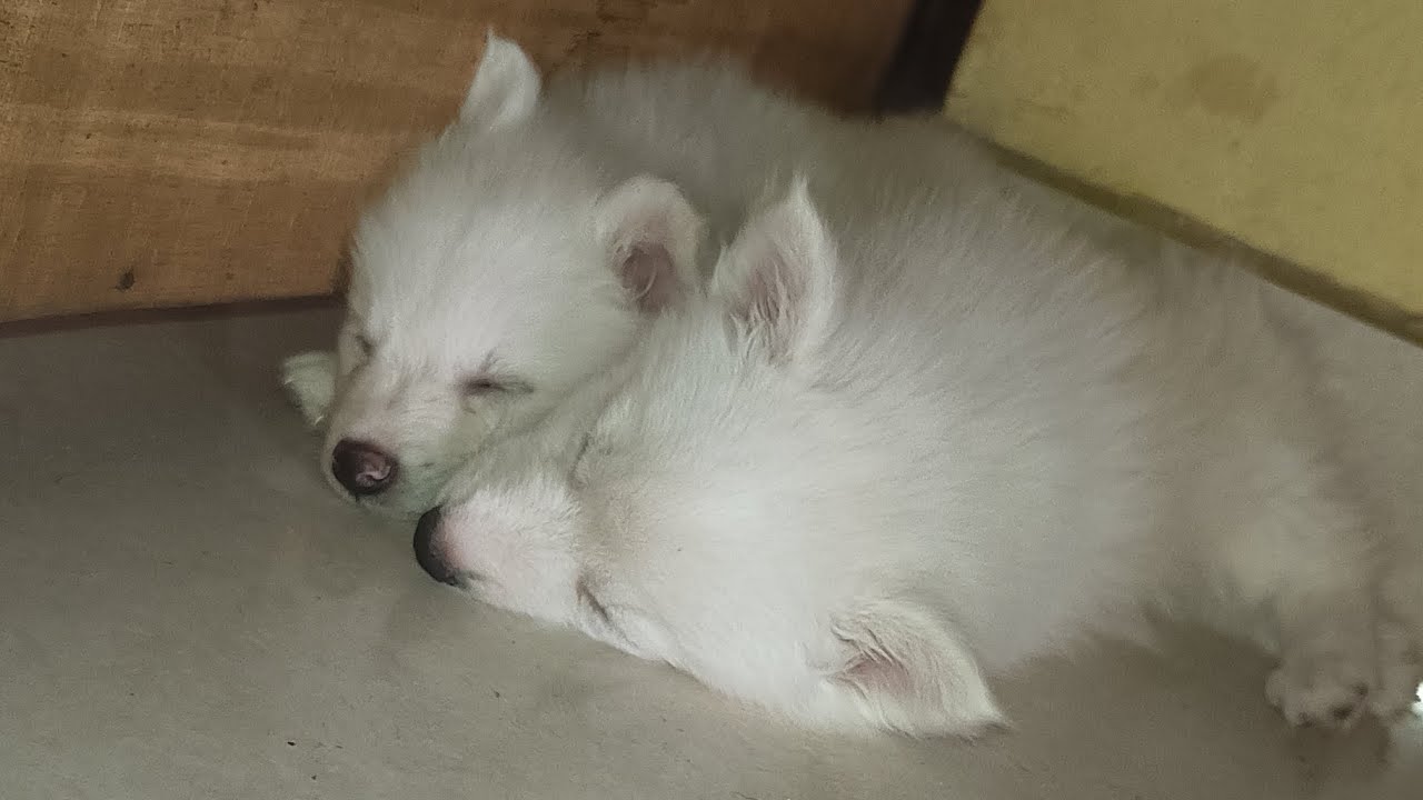 Simba groot atrocities with cherry ❤️🥰❤️