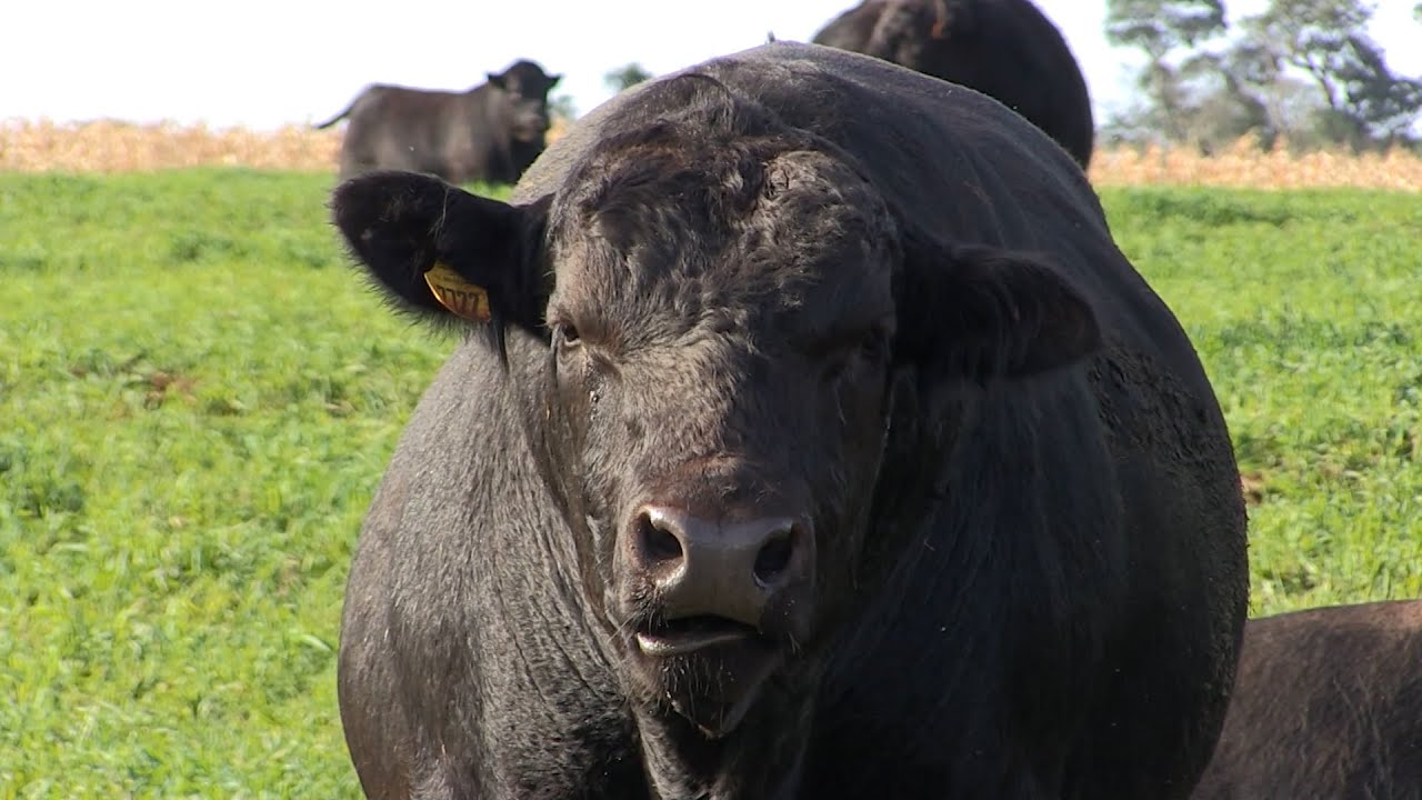 Um dos melhores rebanhos de Angus do Brasil: conheça a Fazenda Rio da Paz, em Cascavel