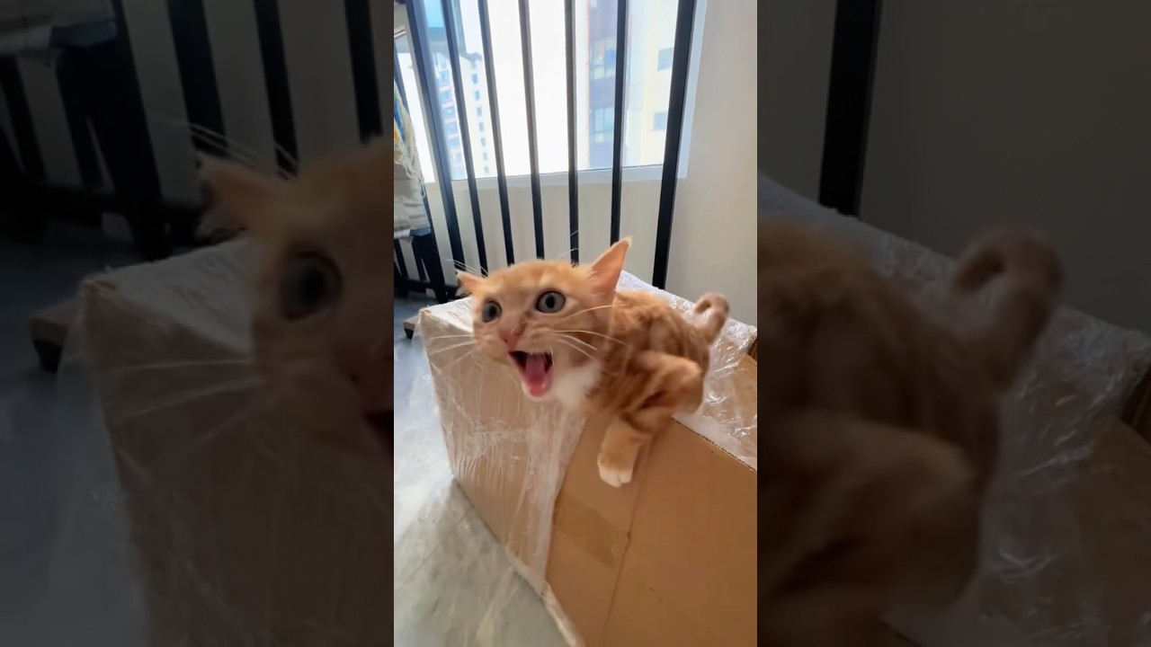 Feline Grace cats, have a nice day with funny cats#felinegrace#kittyvideo#catsvideo#funnycatsvideos
