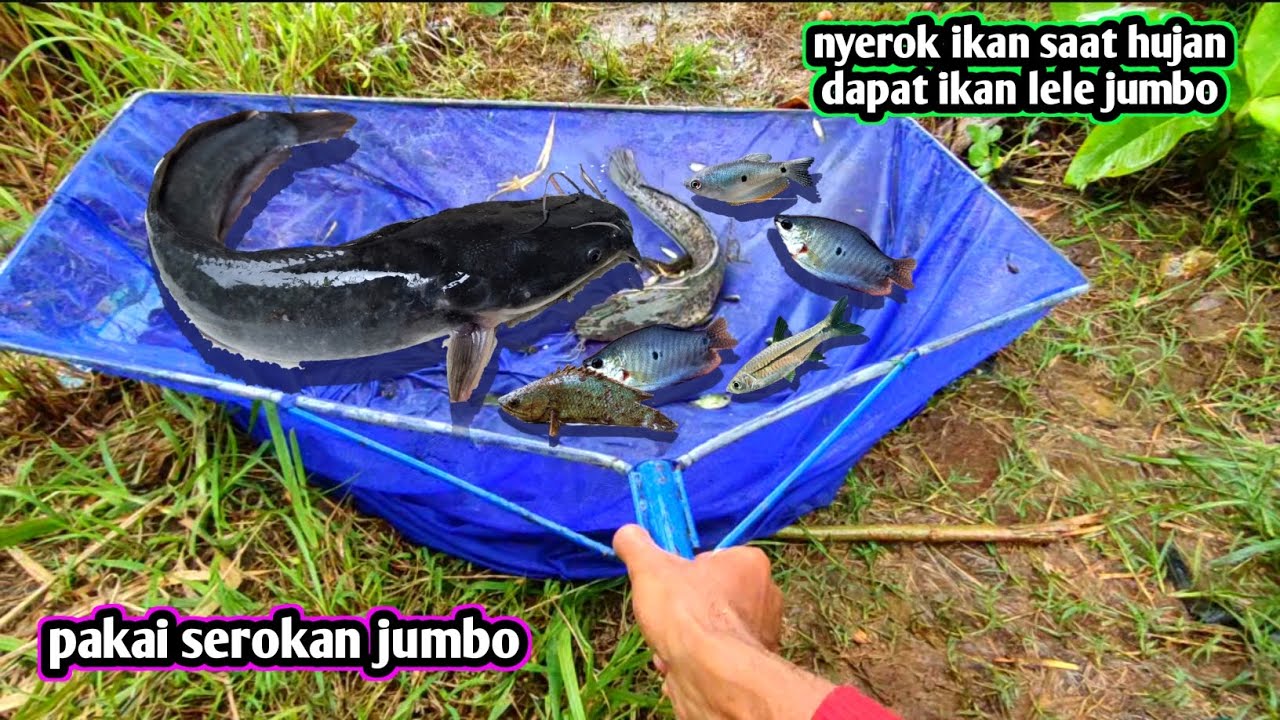 LELE BESAR TERTANGKAP SETELAH HUJAN DERAS PAKAI SEROKAN JUMBO