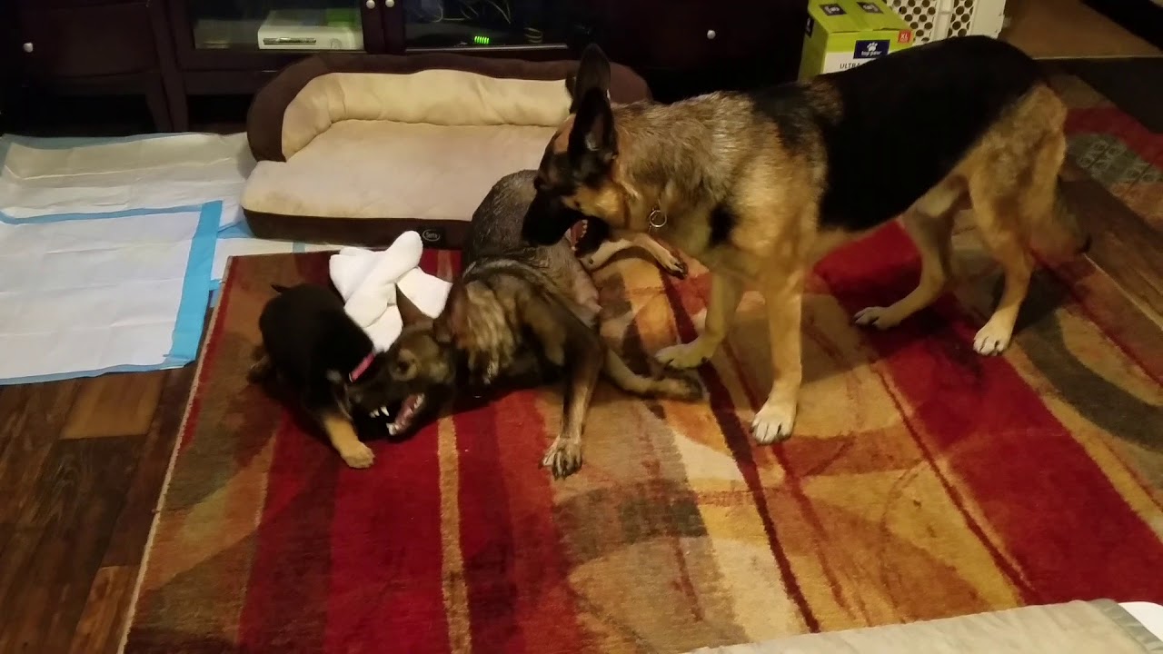 Mom and dad German Shepherds playing with their daughter