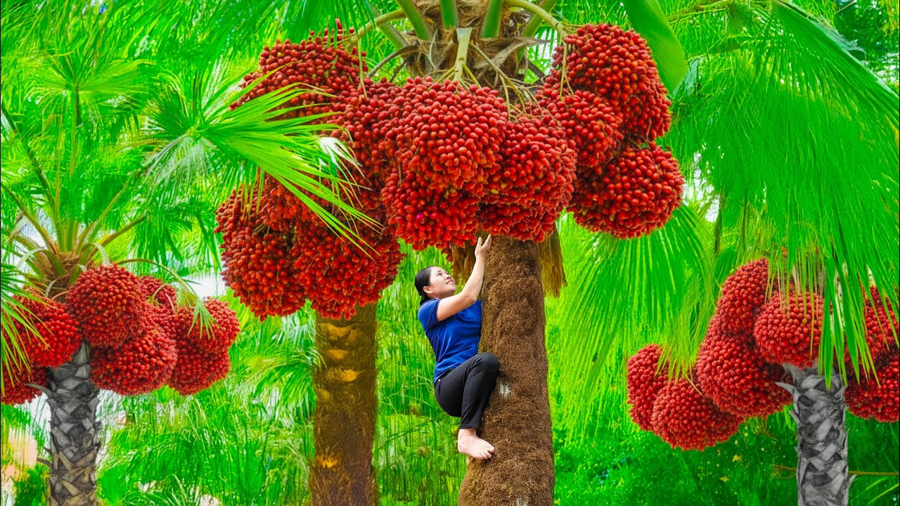 Harvesting Wild Kumquat And Mushroom To Market Sell, Discover strange fruits in the fores