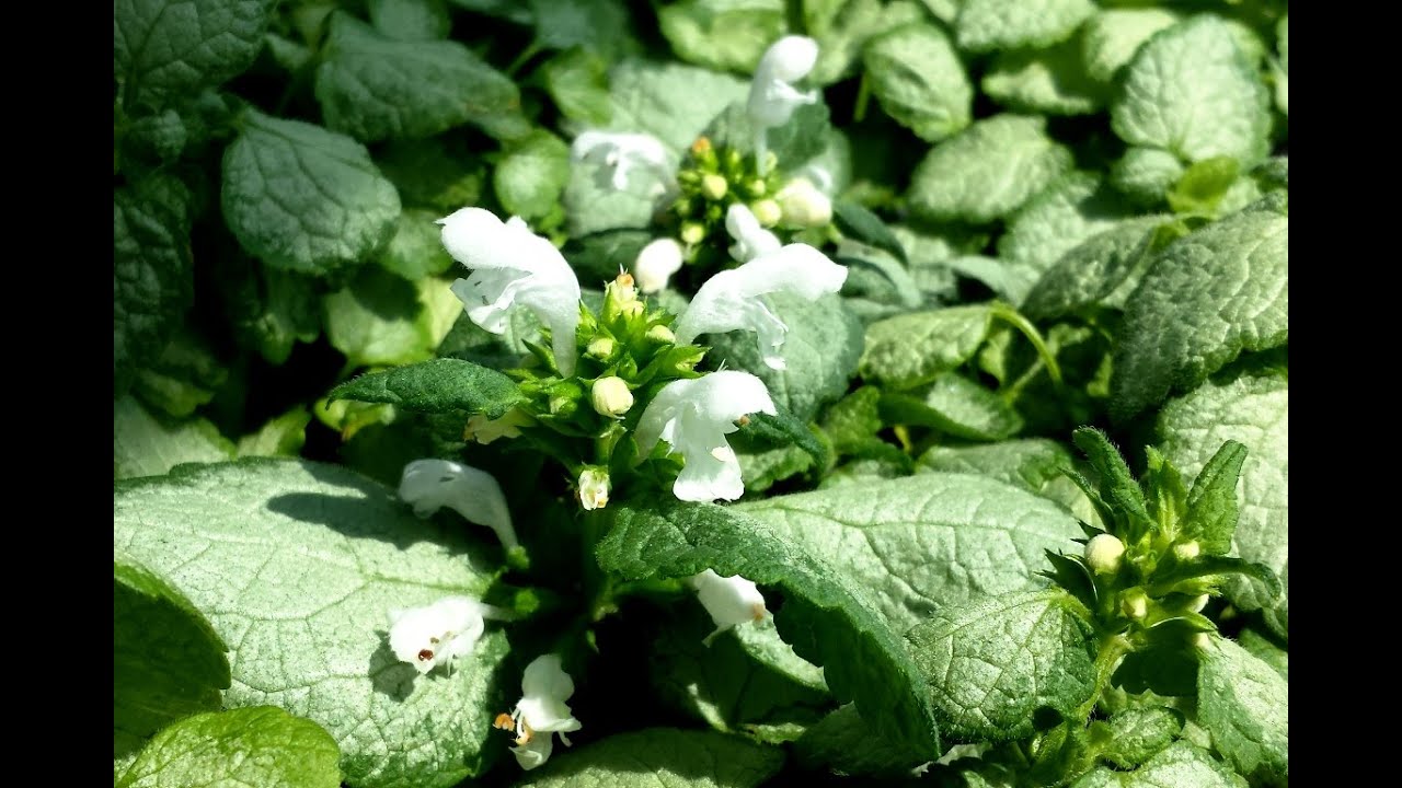 Best Perennials - Lamium 'White Nancy' (Dead Nettle)
