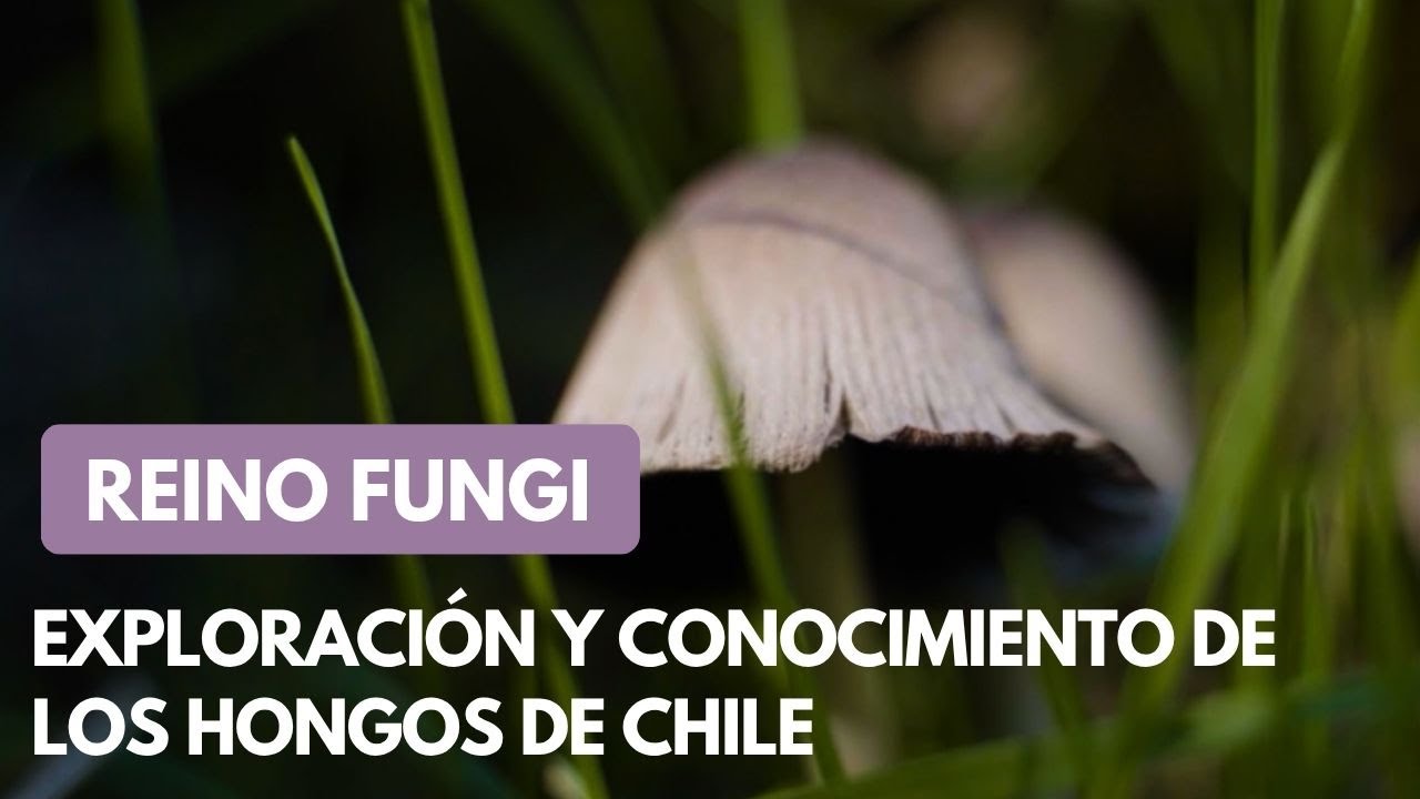 Reino Fungi: Exploración y conocimiento de los hongos de Chile