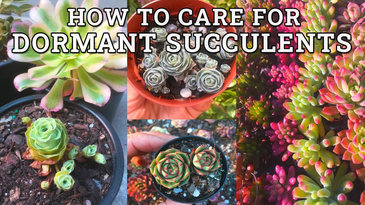 How To Care For Summer & Winter Dormant Succulents