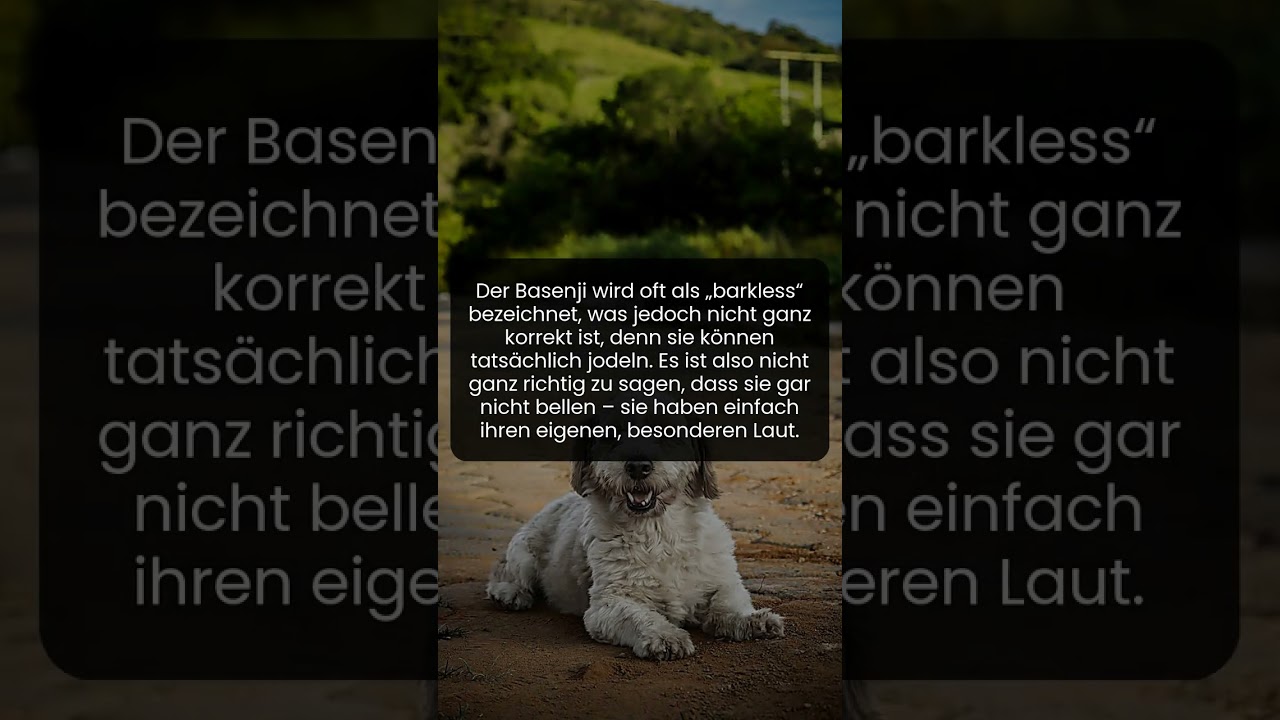 Der Hund, der jodelt statt zu bellen &ndash; ein echtes Abenteuer