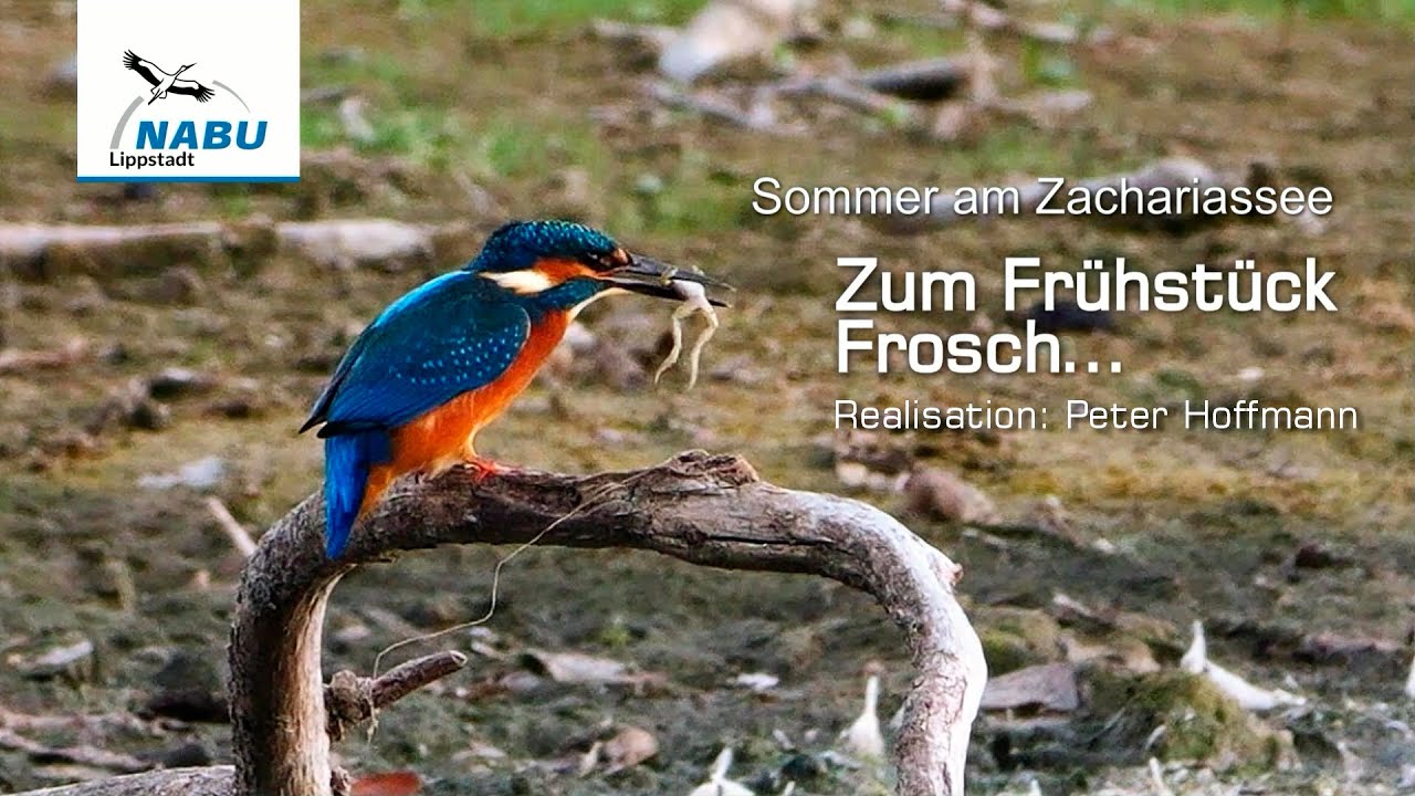 Zum Frühstück Frosch