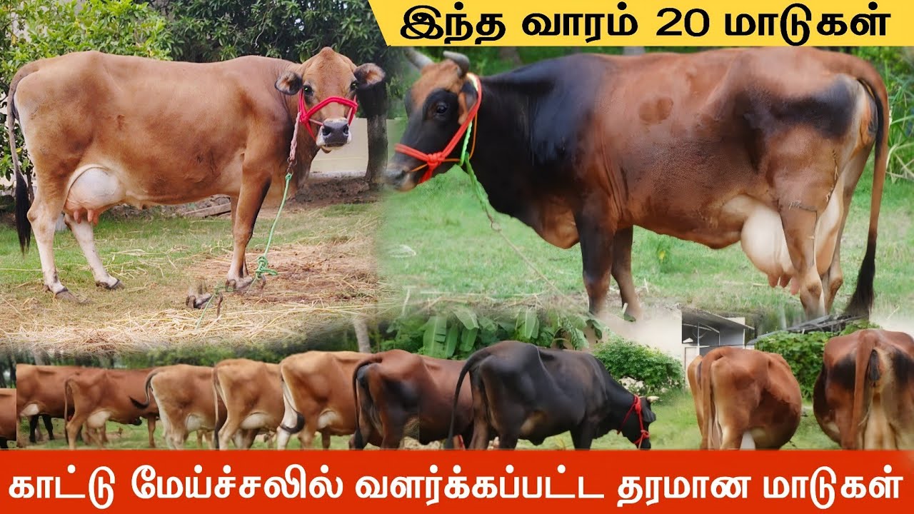  காட்டு மேய்ச்சலில் வளர்க்கப்பட்ட தரமான கறவை மாடுகள் | Amsa Dairy Farm,Karur