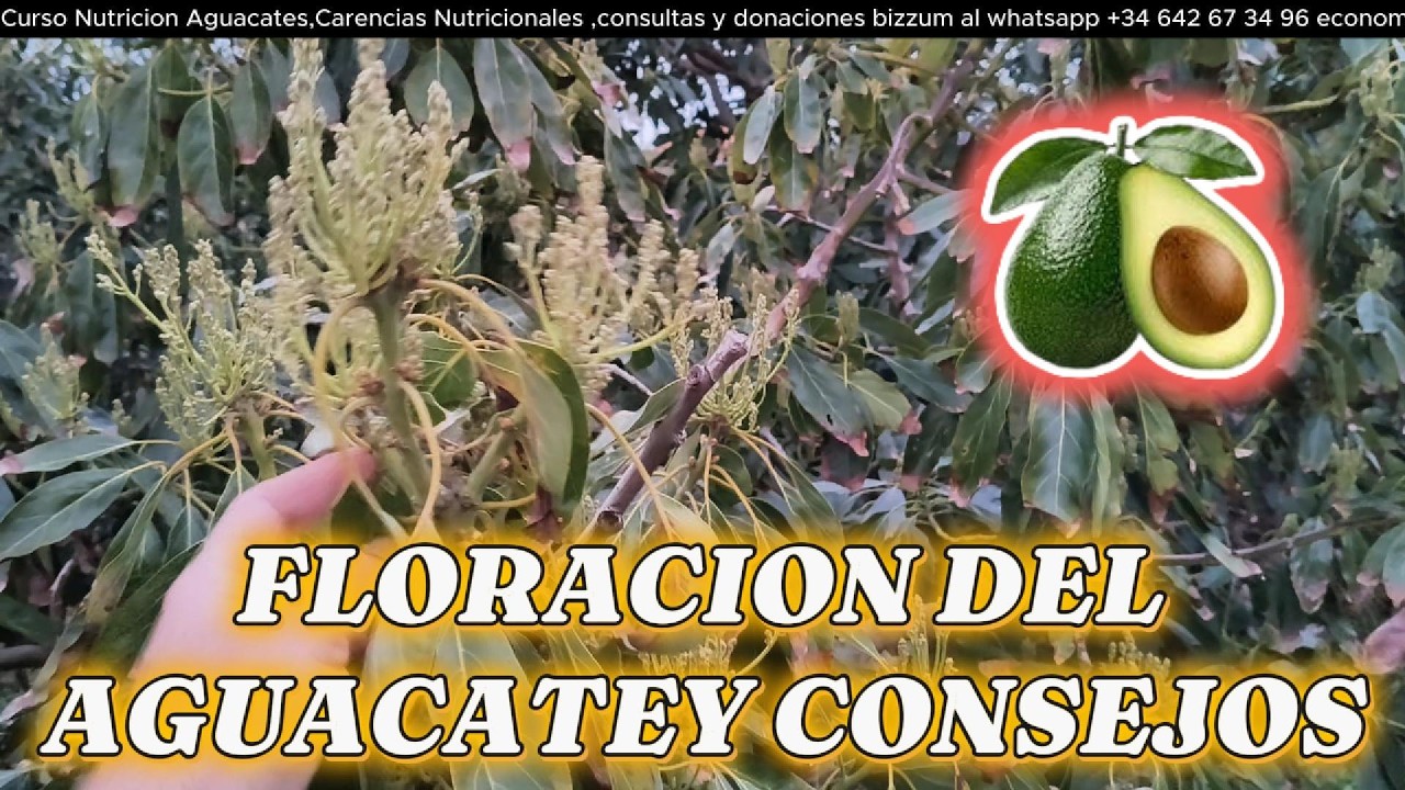 Panículas de aguacate en desarrollo ¿Qué esperar? 🌸🥑