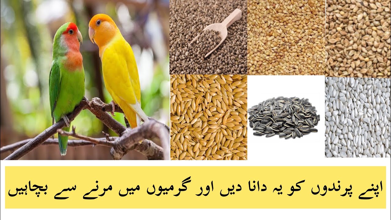 Summer Seed Mix For Lovebirds | Love Bird Summer Seed Mix Diet Plan | Healty Birds