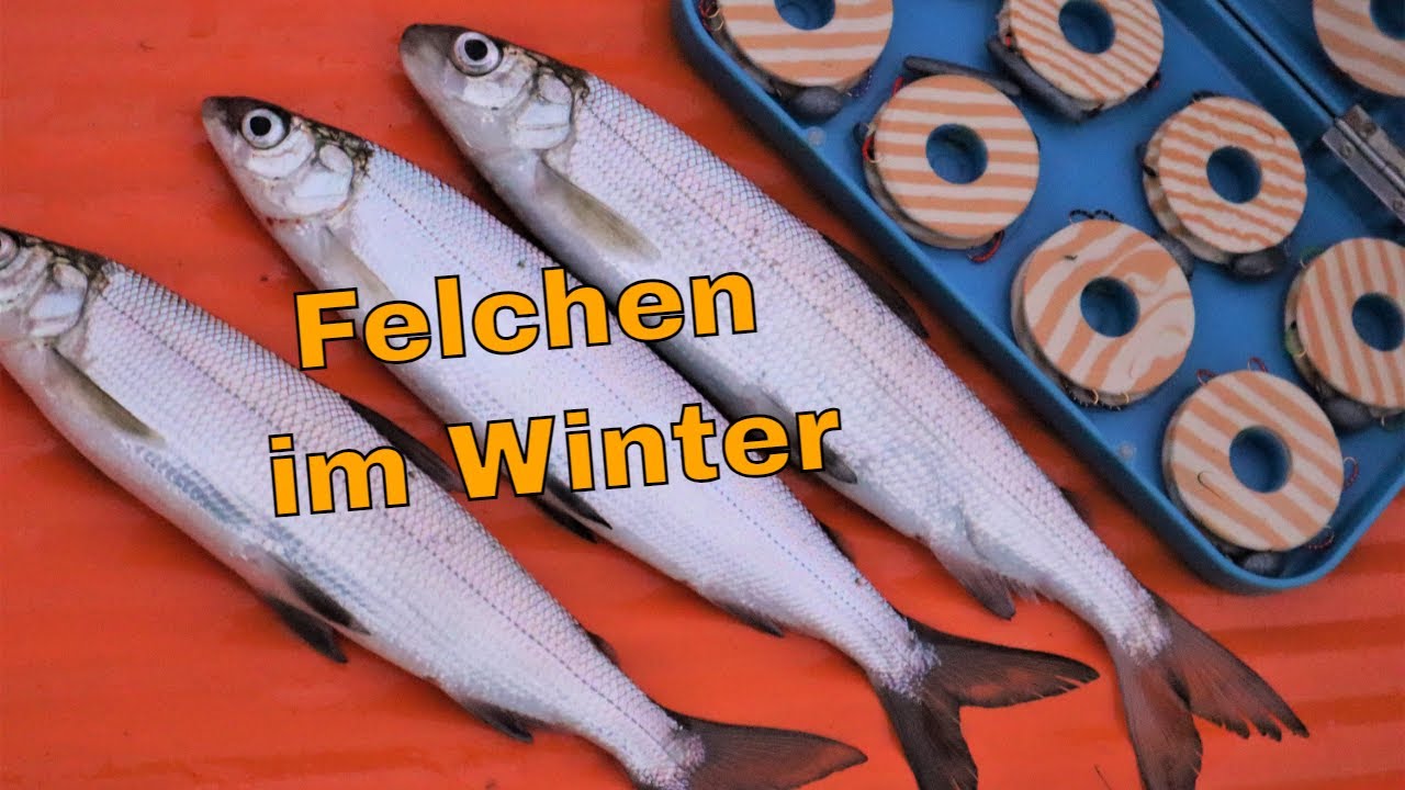 Felchen im Winter mit der Hegene