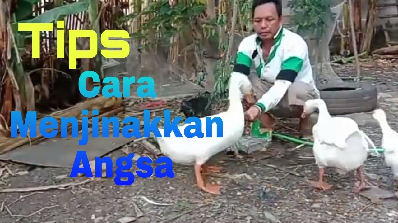 Cara Menjinakkan Angsa Putih.. || Dijamin Langsung Jinak