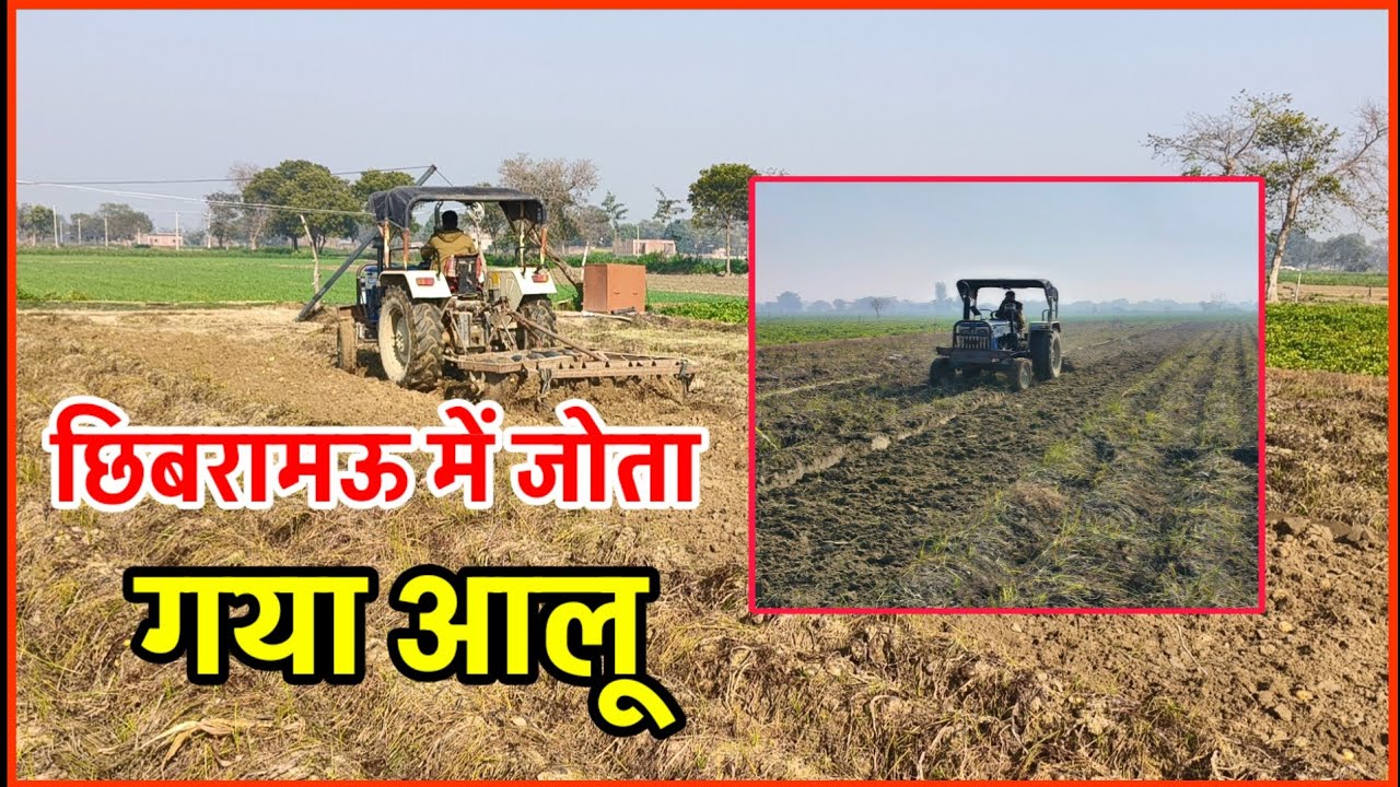 आज फिर छिबरामऊ क्षेत्र में आलू खेतों में चला ट्रैक्टर || आलू की खेती हुई बर्बाद || Aalu 