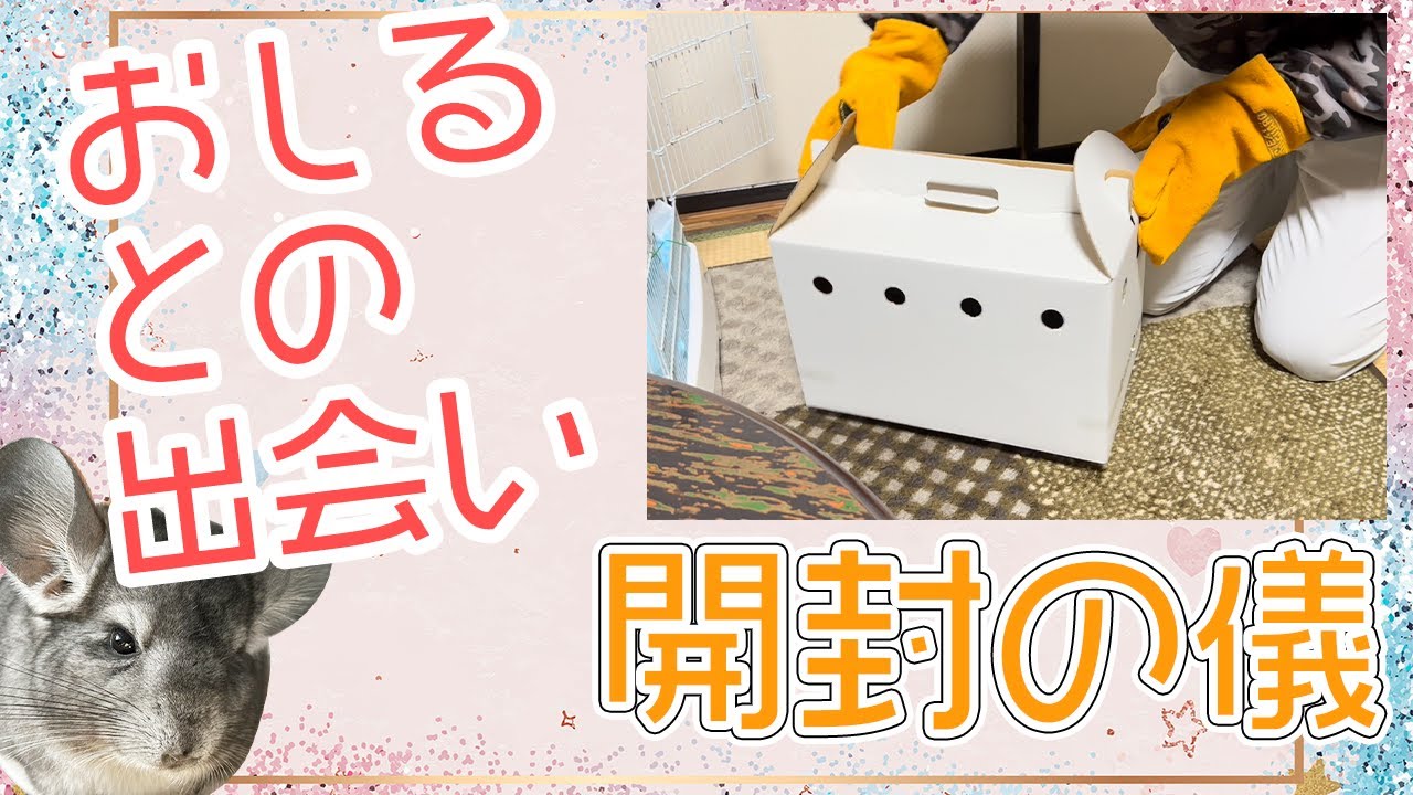可愛い ペット チンチラ おしるとの出会い  開封の儀！ 初お迎え