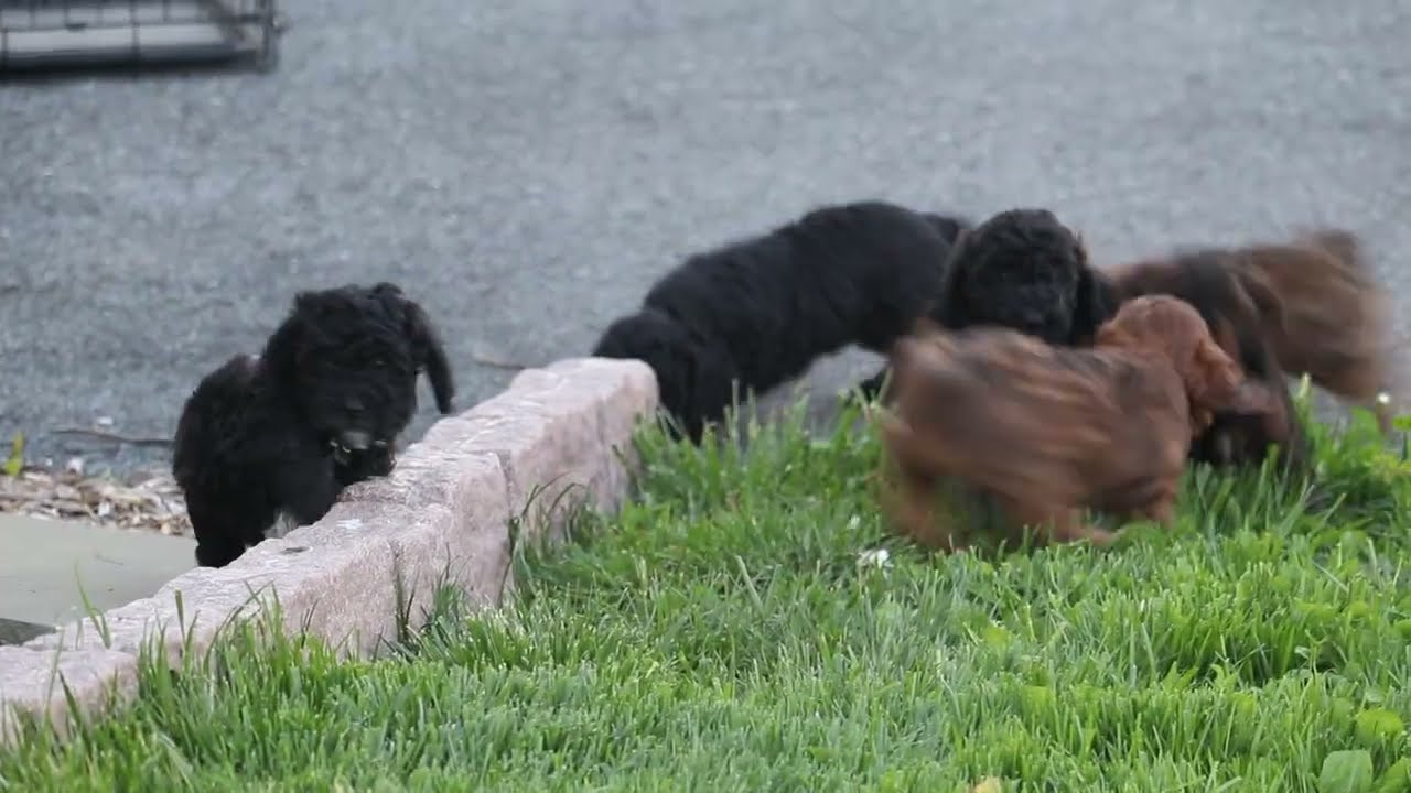 Cockapoo Puppies For Sale
