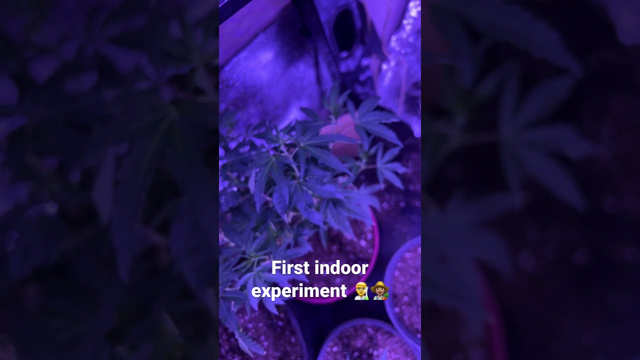 #cannabis #plants #420 #grow #indoor #outdoor