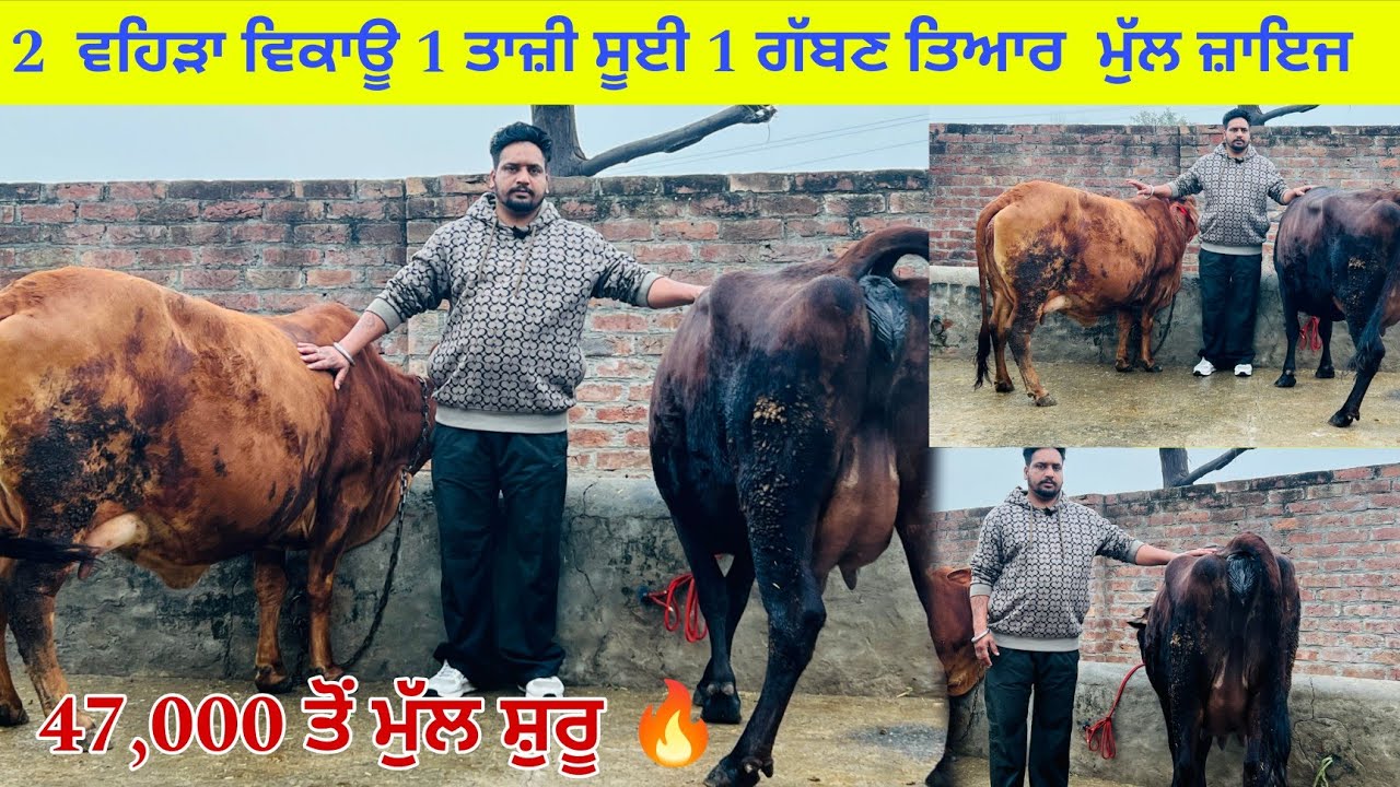  ਸੱਤੇ ਕੋਲ 2 ਵਹਿੜਾ ਵਿਕਾਊ 1 ਤਾਜ਼ੀ ਸੂਈ 1 ਗੱਬਣ ਤਿਆਰ ਮੁੱਲ ਬਿਲਕੁਲ ਜ਼ਾਇਜ ਪਿੰਡ ਨਿੱਕੀ ਸਰਹਾਲੀ ਮੰਡ (ਤਰਨਤਾਰਨ)