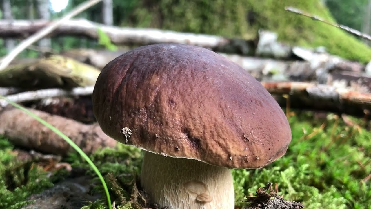 🍄PilzGl&uuml;ck 02.September 2022