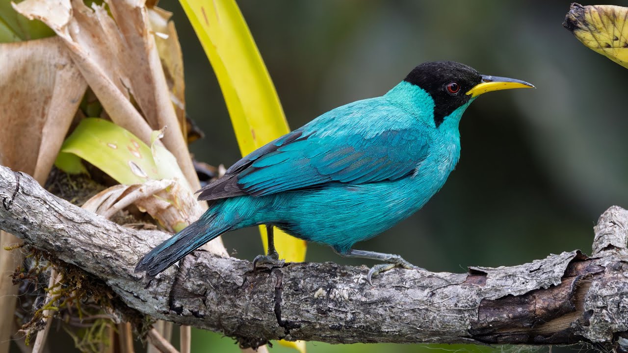 Birding in Southern Costa Rica 3-14-25