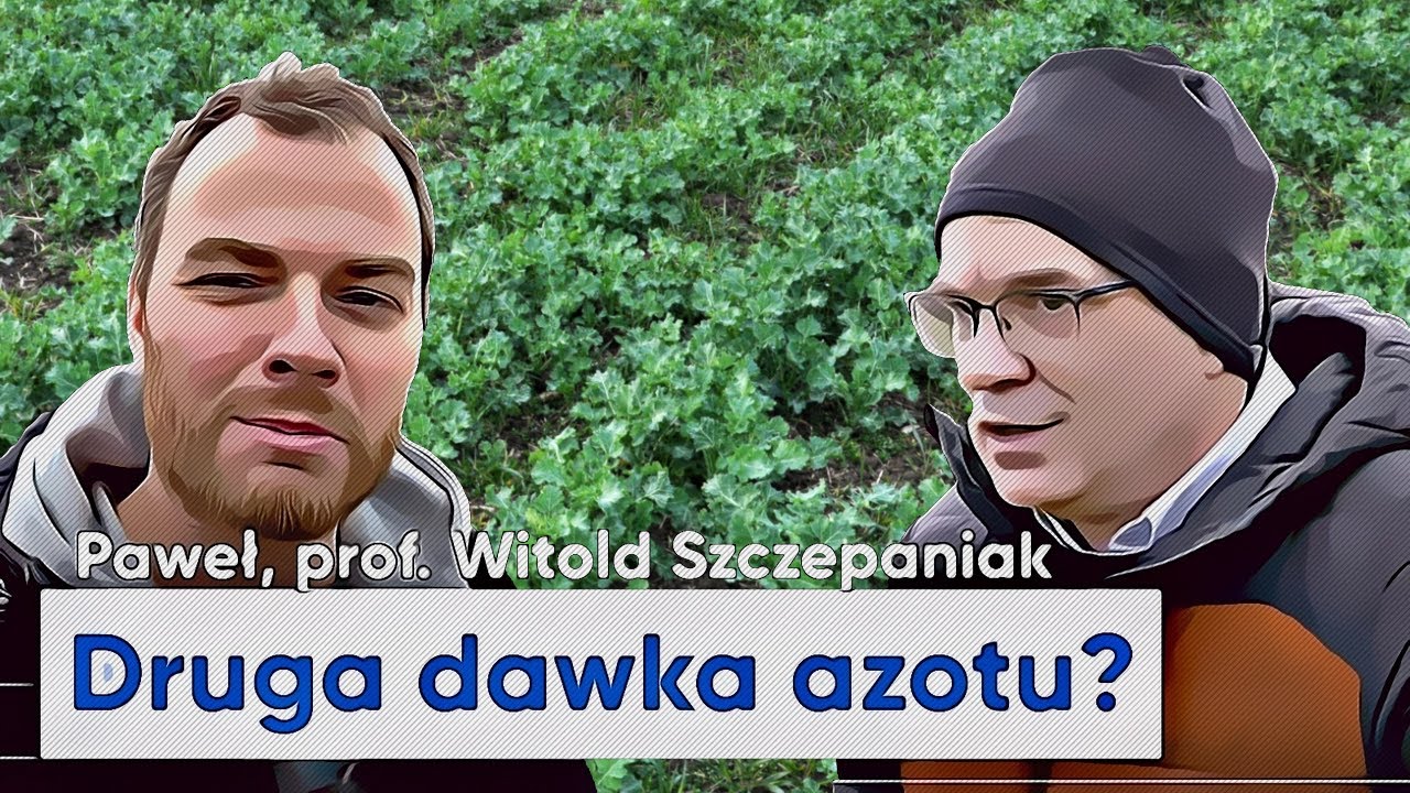 Czas na drugą dawkę AZOTU w rzepaku i zbożach?! Czy nawozimy za dużo? prof. W.Szczepaniak | e-pole