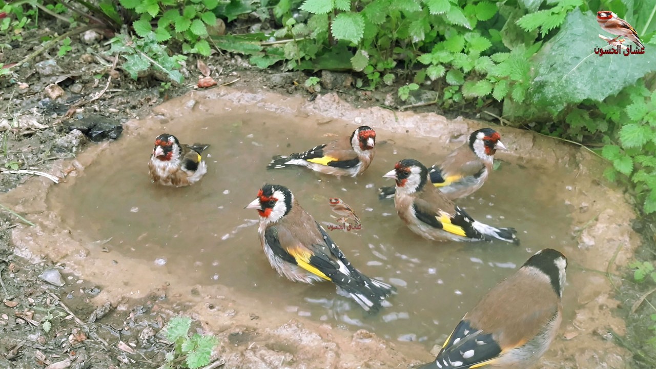 Лучшая мотивационная песня 🐦, которая заставит щегла петь без остановки 🔥