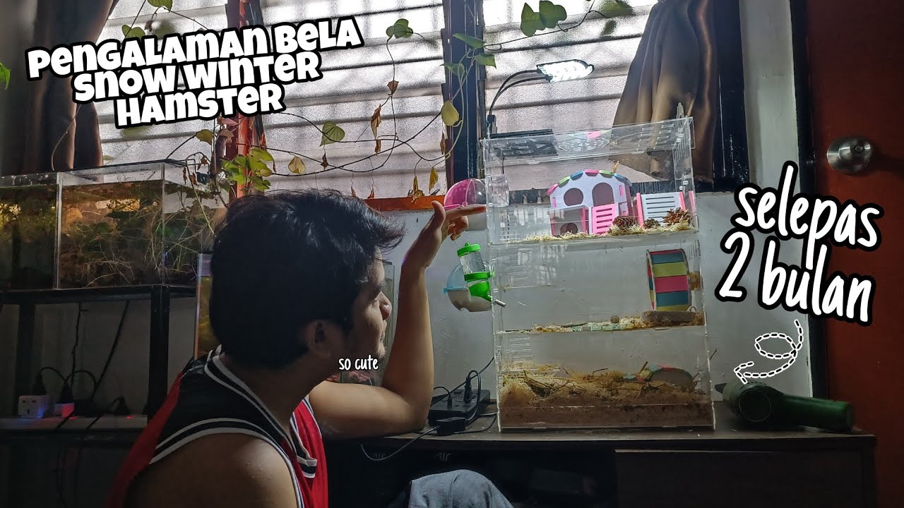 KEMAS SANGKAR HAMSTER | REVIEW BELA HAMSTER SELEPAS 2 BULAN