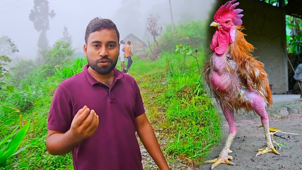 দার্জিলিঙের 5 বছরে 1kg হওয়া মুরগির স্বাদ কেমন সঙ্গে অজানা পাহাড়ি ফল | Famous Chicken of Darjeeling