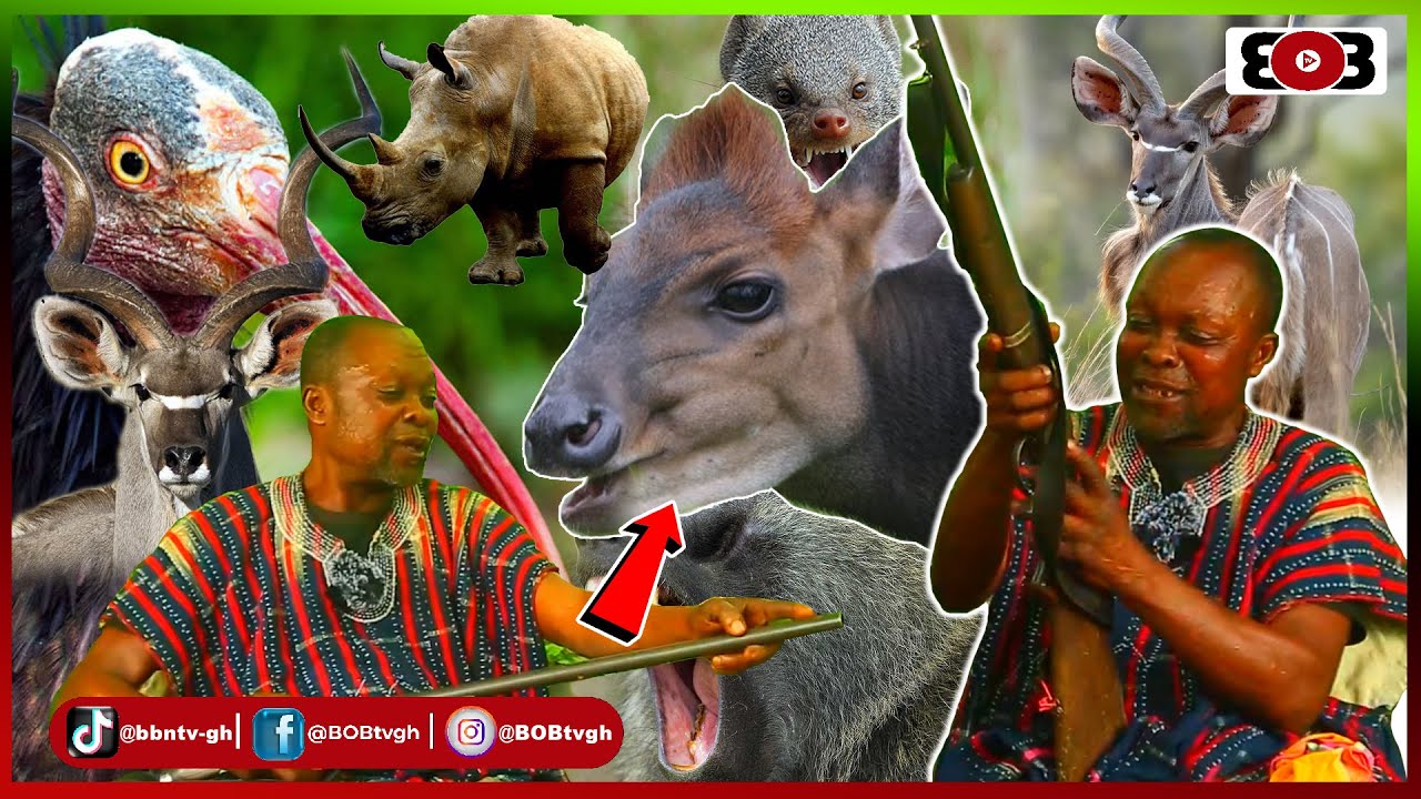 Eii😱😳:The Brave hunter shares how Oyuo (BLACK DUIKER) spoke to him @deep forest when he tried to..