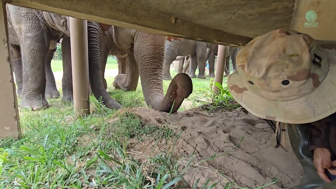 Умный слон Фаа Май показывает пример другим - ElephantNews