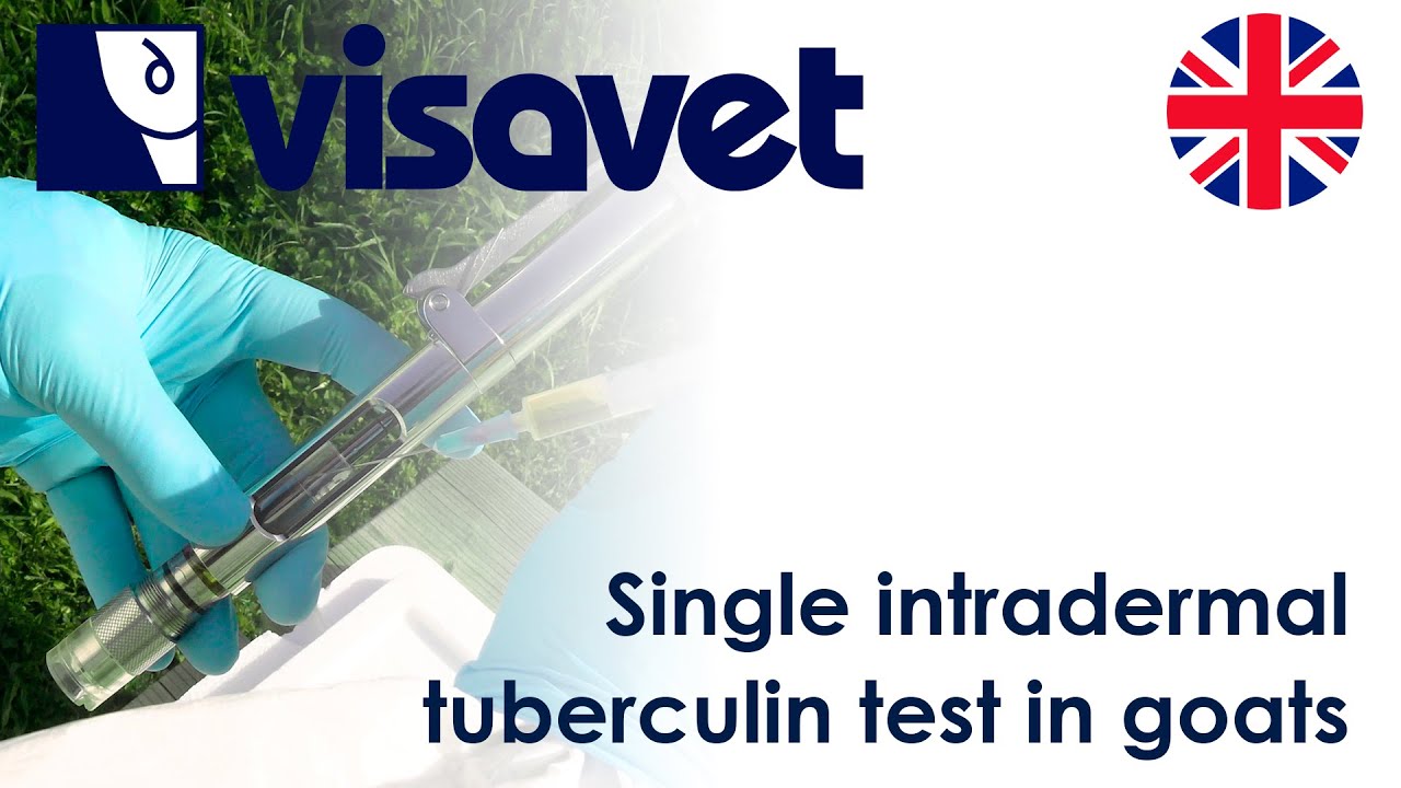 Single intradermal tuberculin test in goats