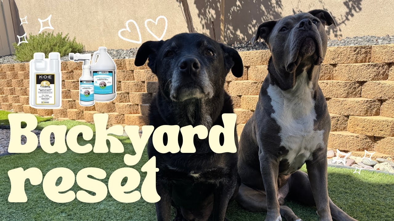 Morning Vlog | Easy Backyard Turf Cleaning with KOE