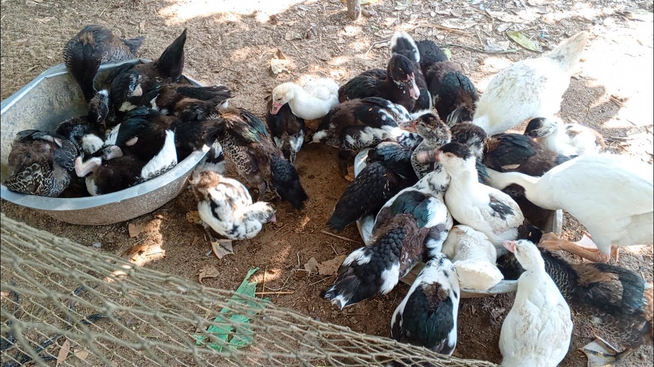 Raising chickens duck and geese according to rural and family traditions